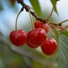 Montmorency Cherry #10 - Image 3
